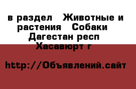  в раздел : Животные и растения » Собаки . Дагестан респ.,Хасавюрт г.